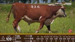 lote 109 - Hereford 2a