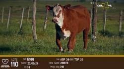 lote 110 - terneira Braford