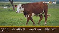 lote 111 - novilhas 2a