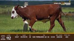 lote 1112 - novilha 2a