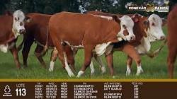 lote 113 - novilhas 2a