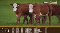 lote 114 - novilhas 2a