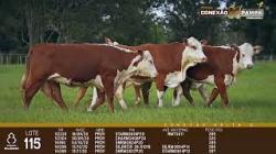 lote 115 - novilhas 2a