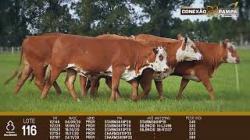 lote 116 - novilhas 2a
