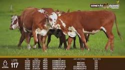 lote 117 - novilhas 2a