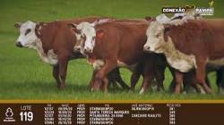 lote 119 - novilhas 2a