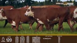 lote 120 - novilhas 2a
