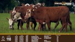 lote 118 - novilhas 2a