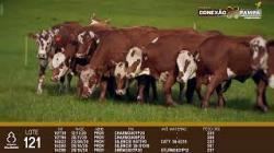 lote 121 - novilhas 2a