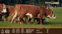 lote 122 - novilhas 2a