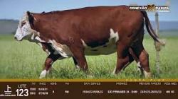 lote 123 - 3a prenhas