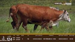 lote 124 - 3a prenhas