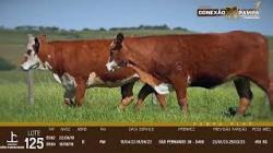 lote 125 - 3a prenhas