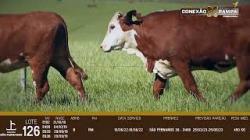 lote 126 - 3a prenhas