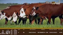 lote 127 - 3a prenhas