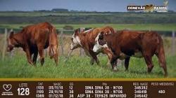 lote 128 - vacas prenhas