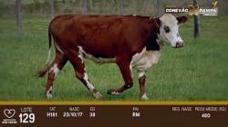 lote 129 - vaca prenha