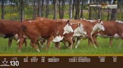 lote 130 - vacas prenhas