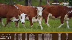 lote 131 - vacas prenhas
