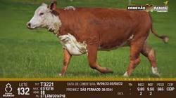 lote 132 - vacas prenhas