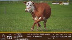 lote 133 - vacas prenhas