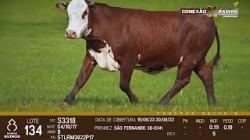 lote 134 - vaca prenha
