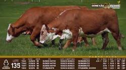 lote 135 - vacas prenhas