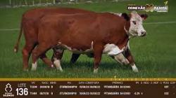 lote 136 - vacas prenhas