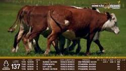 lote 137 - vacas prenhas