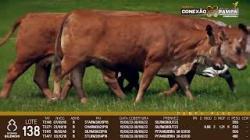 lote 138 - vacas prenhas