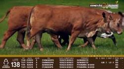 lote 138 - vacas prenhas