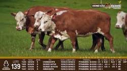 lote 139 - vacas prenhas