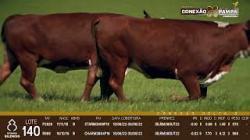 lote 140 - vacas prenhas