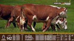 lote 142 - vacas prenhas