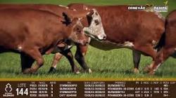 lote 144 - vacas prenhas