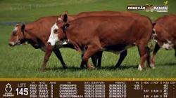 lote 145 - vacas prenhas