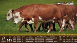 lote 147 - vacas prenhas