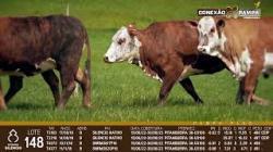 lote 148 - vacas prenhas