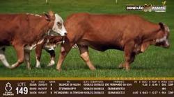 lote 149 - vacas prenhas