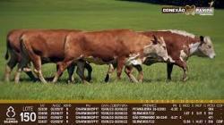 lote 150 - vacas prenhas