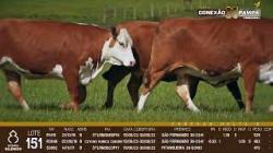 lote 151 - vacas prenhas