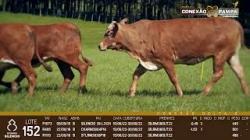 lote 152 - vacas prenhas