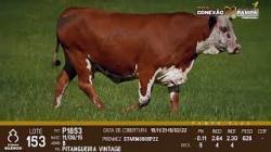 lote 153 - vaca prenha