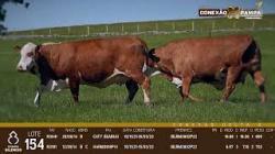 lote 154 - vacas prenhas