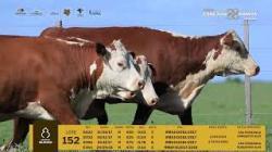 Vacas Prenhas - São Fernando