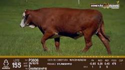 lote 155 - vaca prenha
