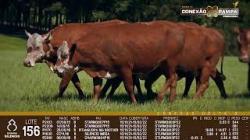 lote 156 - vacas prenhas