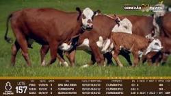 lote 157 - vacas prenhas