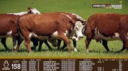 lote 158 - vacas prenhas
