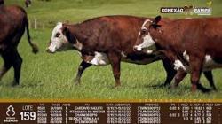 lote 159 - vacas prenhas